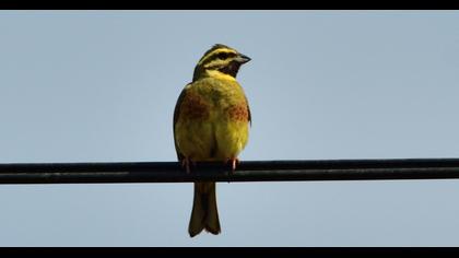 Cirl Bunting