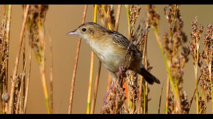 Zitting Cisticola