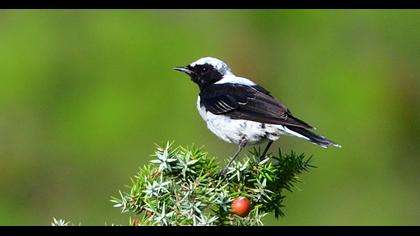 Black-eared Wheatear