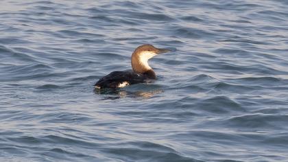 Black-throated Loon