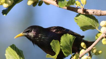 Common Starling