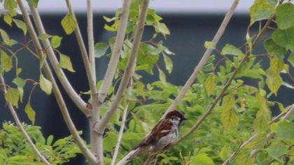House Sparrow