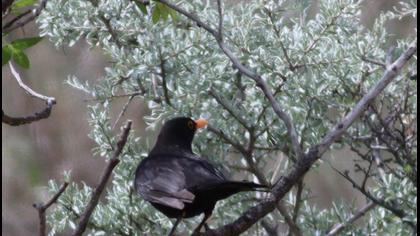 Common Blackbird