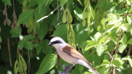 Red-backed Shrike