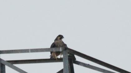 Peregrine Falcon