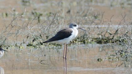 Black-winged Stilt