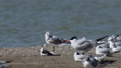 Caspian Tern