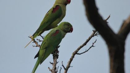 Alexandrine Parakeet