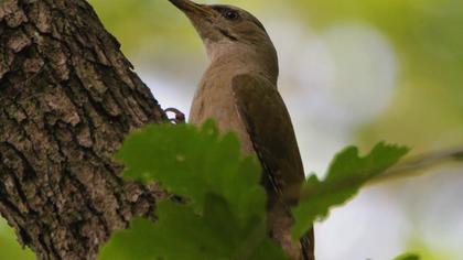 Grey-headed Woodpecker