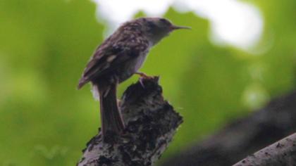 Short-toed Treecreeper