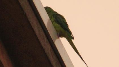 Rose-ringed Parakeet