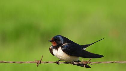 Barn Swallow
