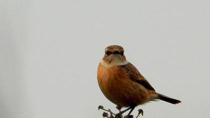European Stonechat