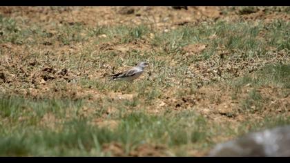 White-winged Snowfinch