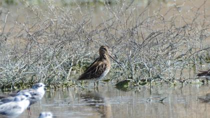 Common Snipe