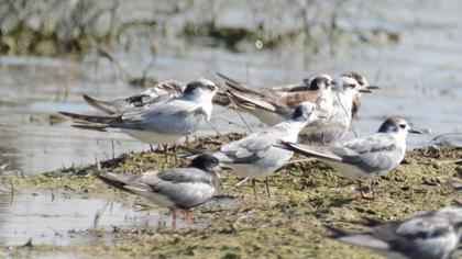 White-winged Tern