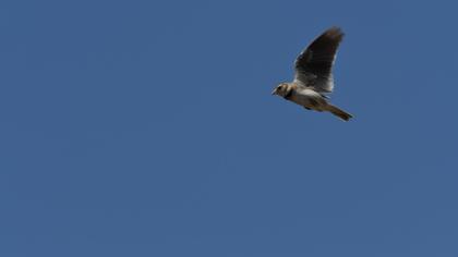 Calandra Lark