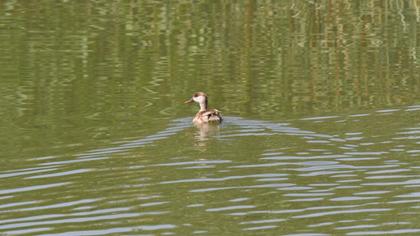 Red-crested Pochard