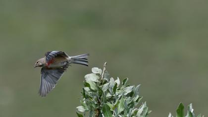 Common Linnet