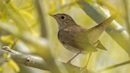 Thrush Nightingale