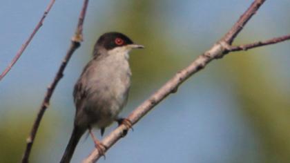Sardinian Warbler