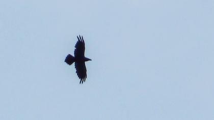 Northern Raven
