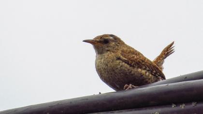 Eurasian Wren