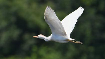 Western Cattle Egret