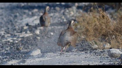 Chukar Partridge