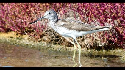 Common Greenshank