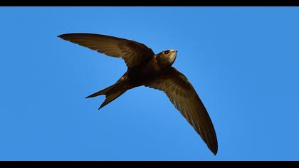 Pallid Swift