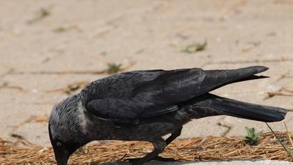 Western Jackdaw
