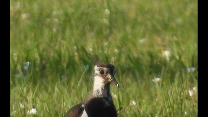Northern Lapwing