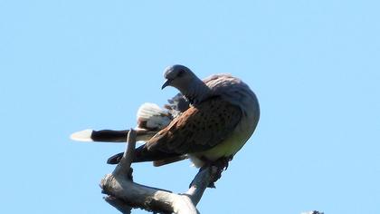 European Turtle Dove