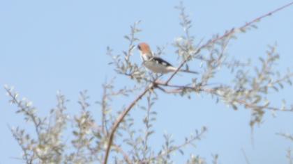 Woodchat Shrike