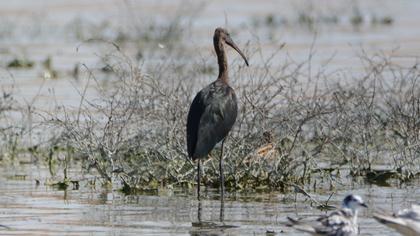 Glossy Ibis