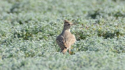 Crested Lark