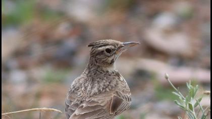 Crested Lark
