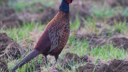 Common Pheasant