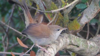 Cetti`s Warbler