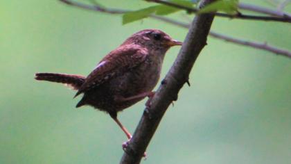 Eurasian Wren