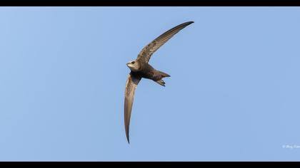 Pallid Swift