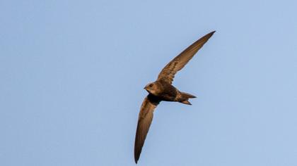 Common Swift
