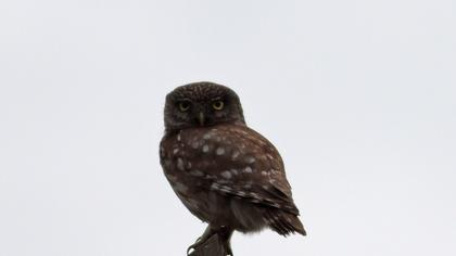 Little Owl