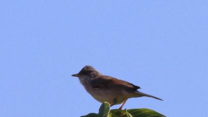 Common Whitethroat