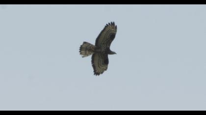 European Honey Buzzard