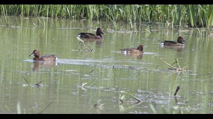 Ferruginous Duck