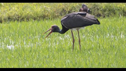 Black Stork