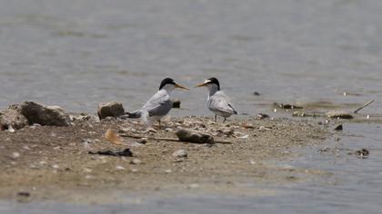 Little Tern