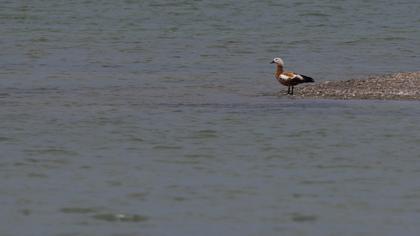 Ruddy Shelduck